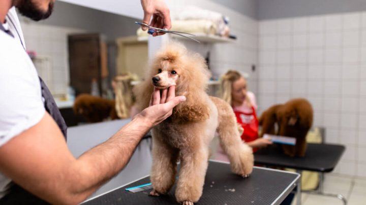 How to choose a company that provides the best pet grooming in Pembroke?