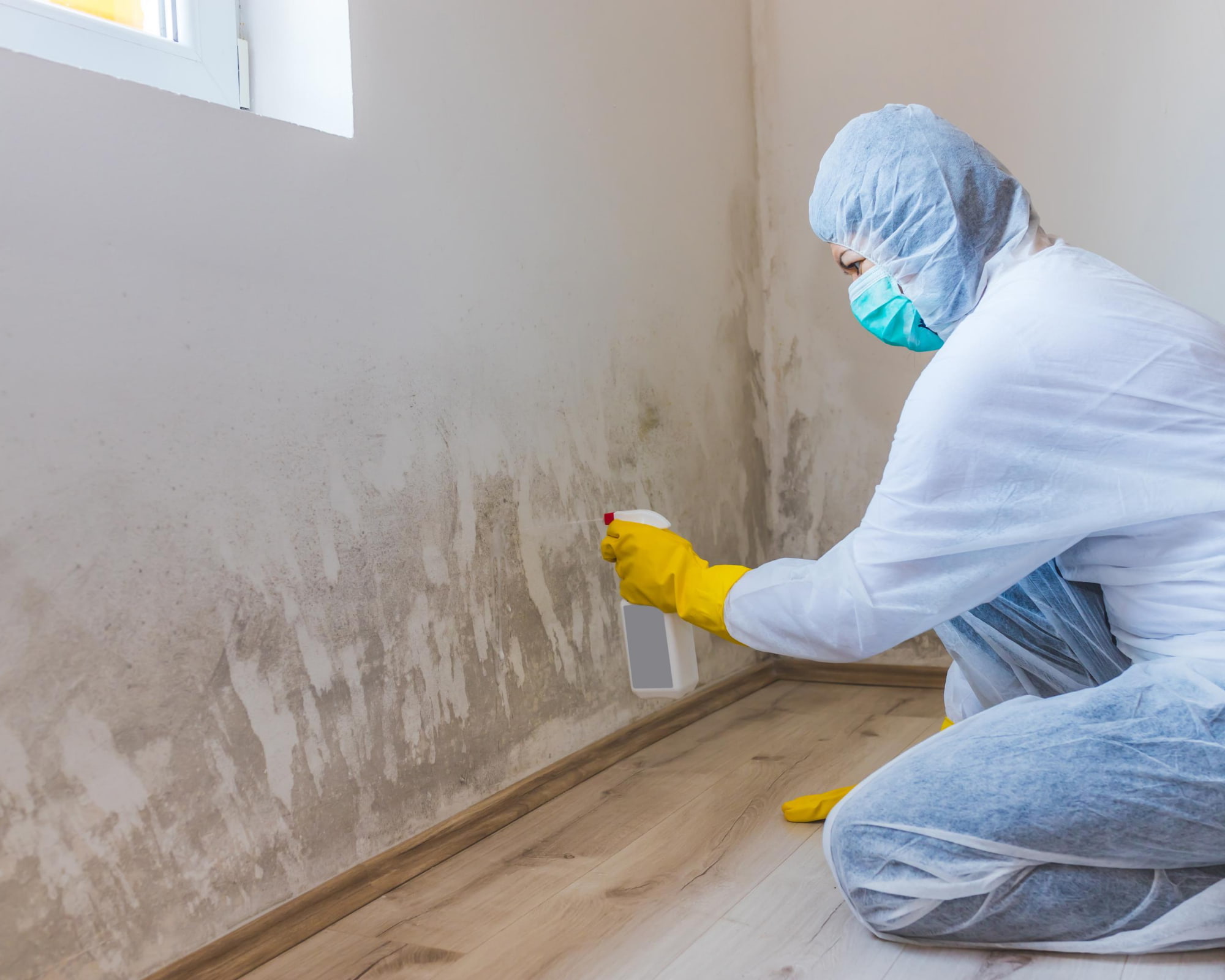 A Comprehensive Guide to Mold Remediation in Tacoma