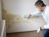 A Guide to Addressing Microbial Growth or Mold in Your Home