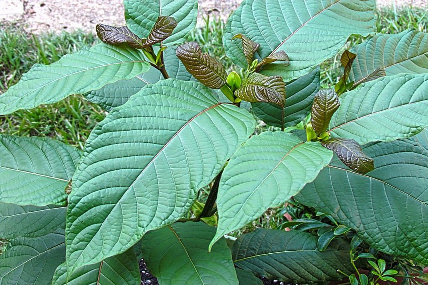 best kratom brands